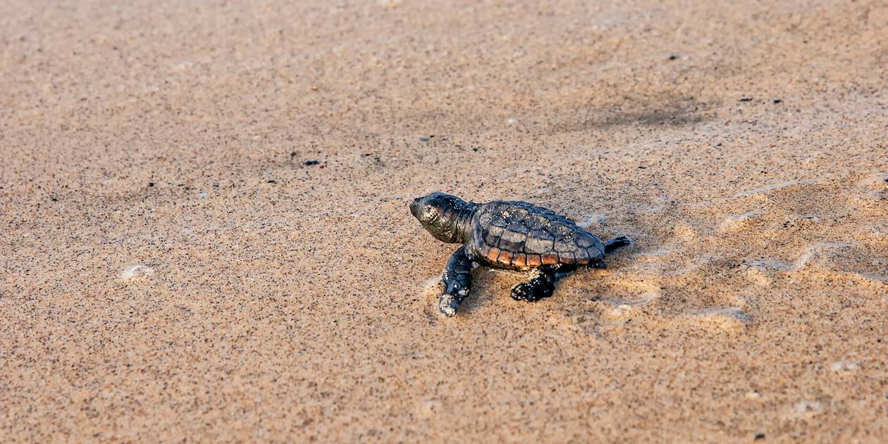 Bébé tortue sur une plage de l'Île de Boa Vista - Cap Vert