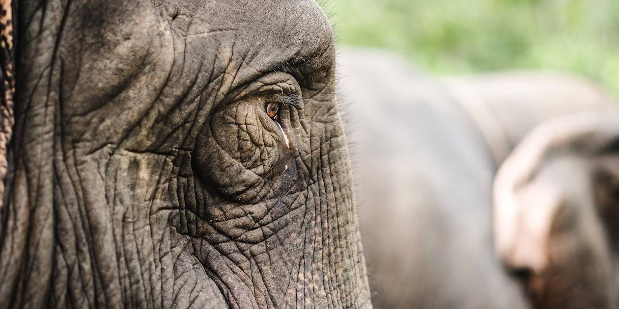 Détail du regard d'un éléphant - Cambodge