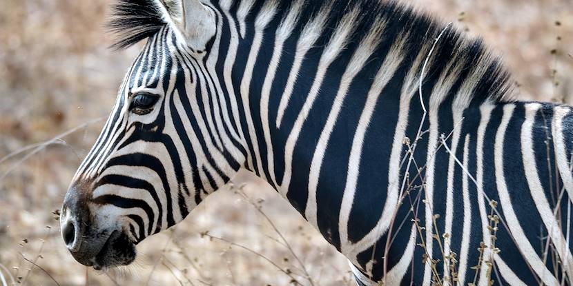 Faune et flore du Sénégal - Au Sénégal, le cœur du Sénégal