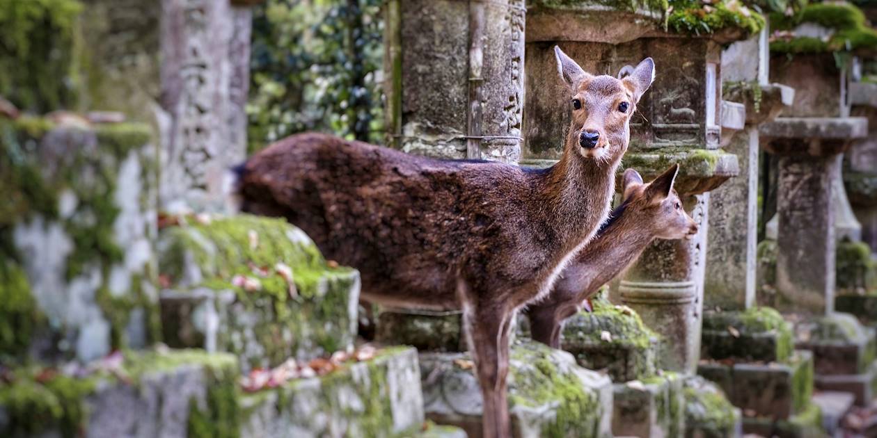 Daims dans le parc de Nara - Honshu - Japon