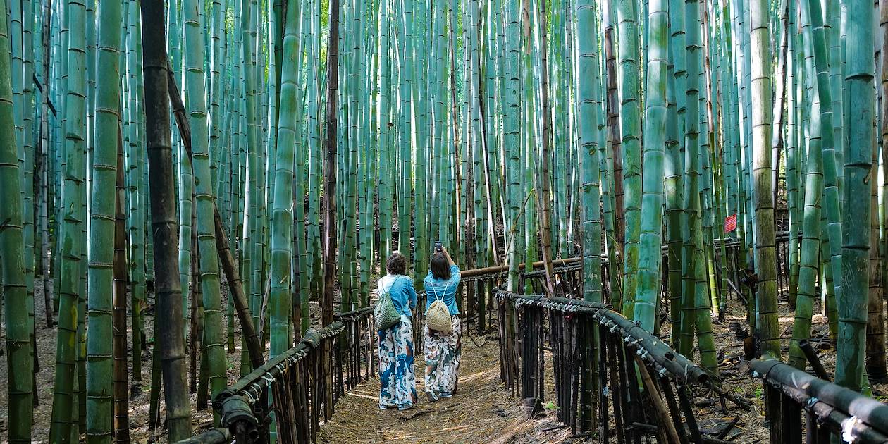 Forêt de bambous au Japon