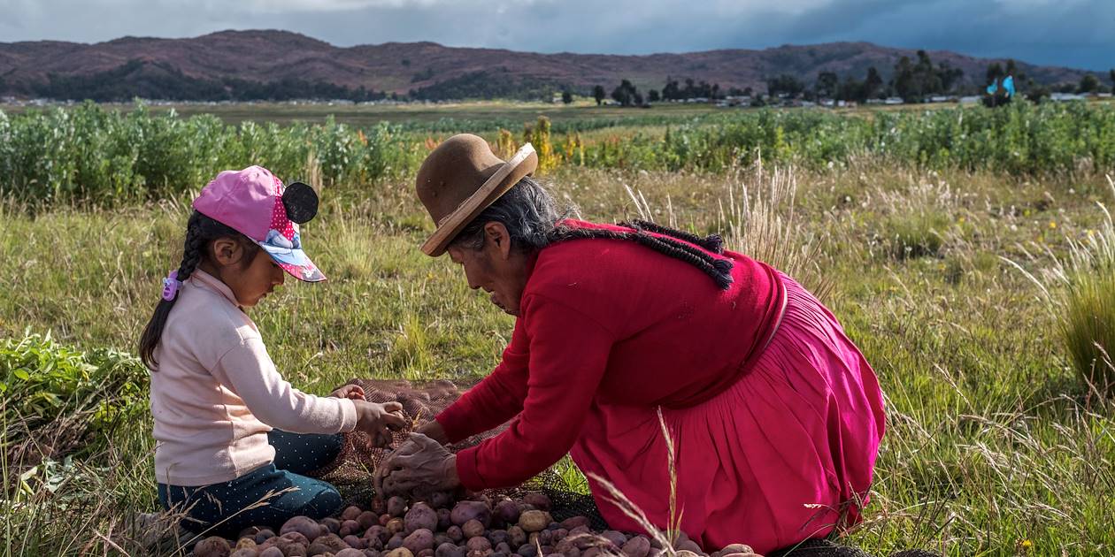 Récolte des pommes de terre - Socca - Pérou