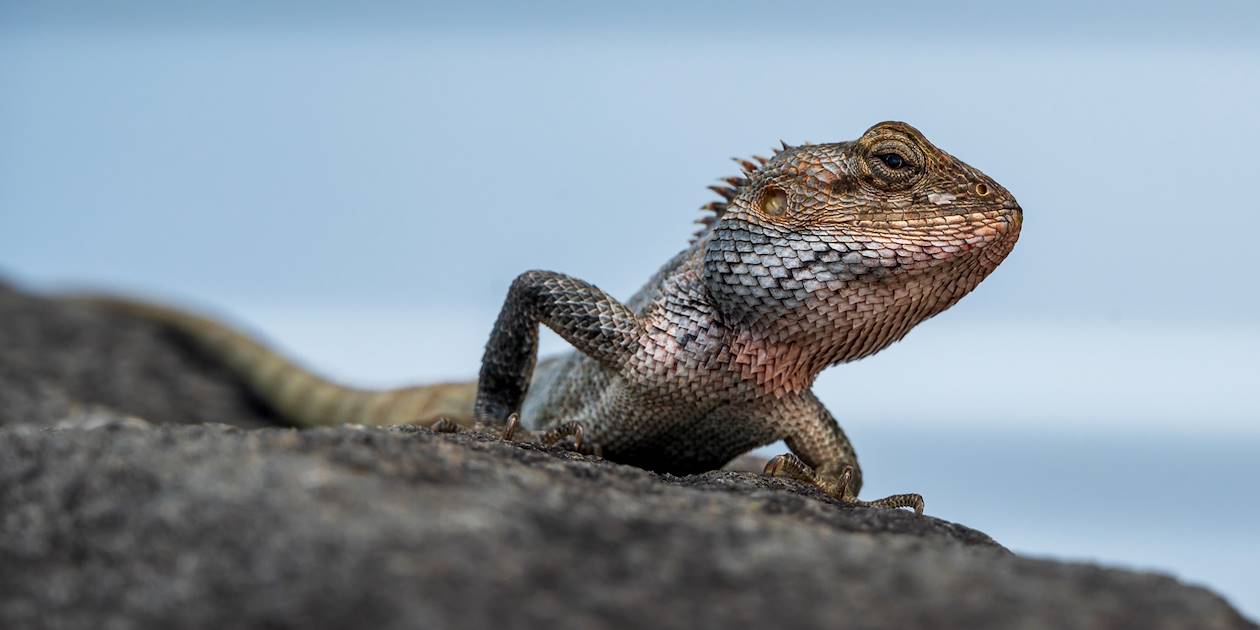 Reptile sur l'île de Malte
