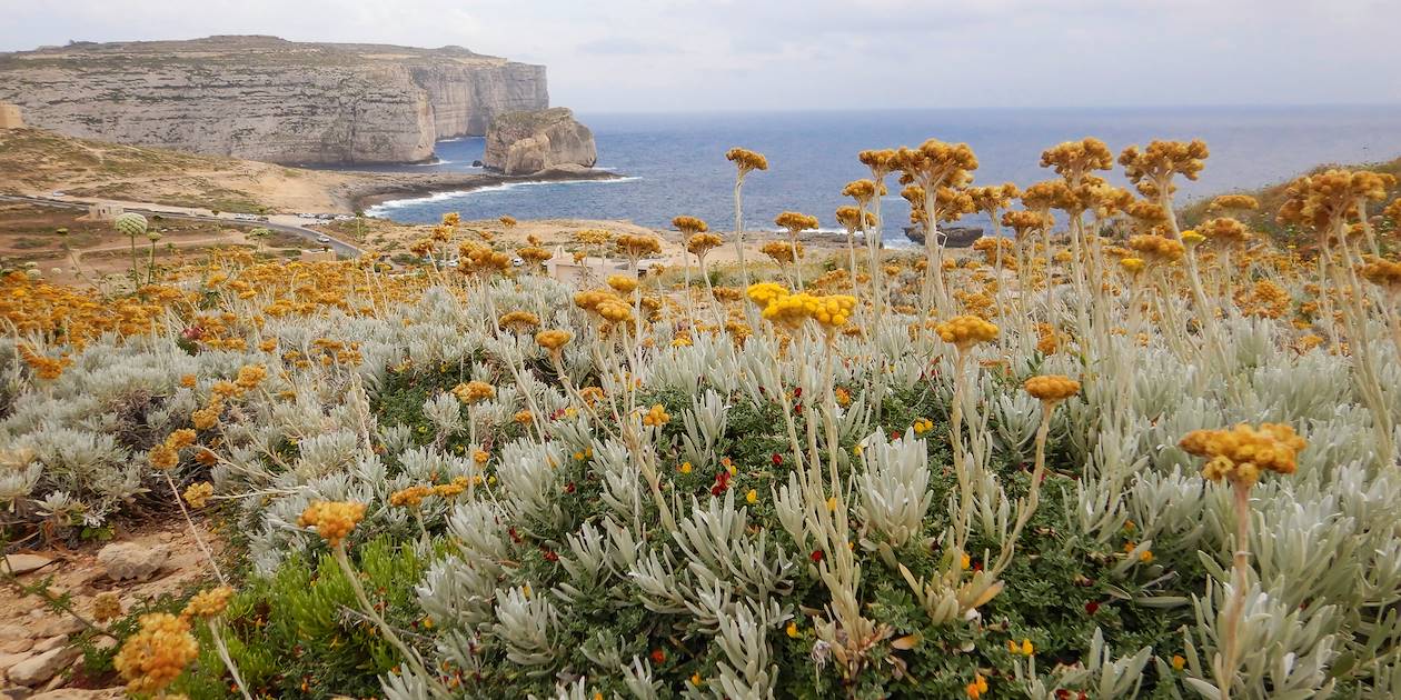 Fleurs endémiques de l'île de Gozo : l'Immortelle de Malte - Malte