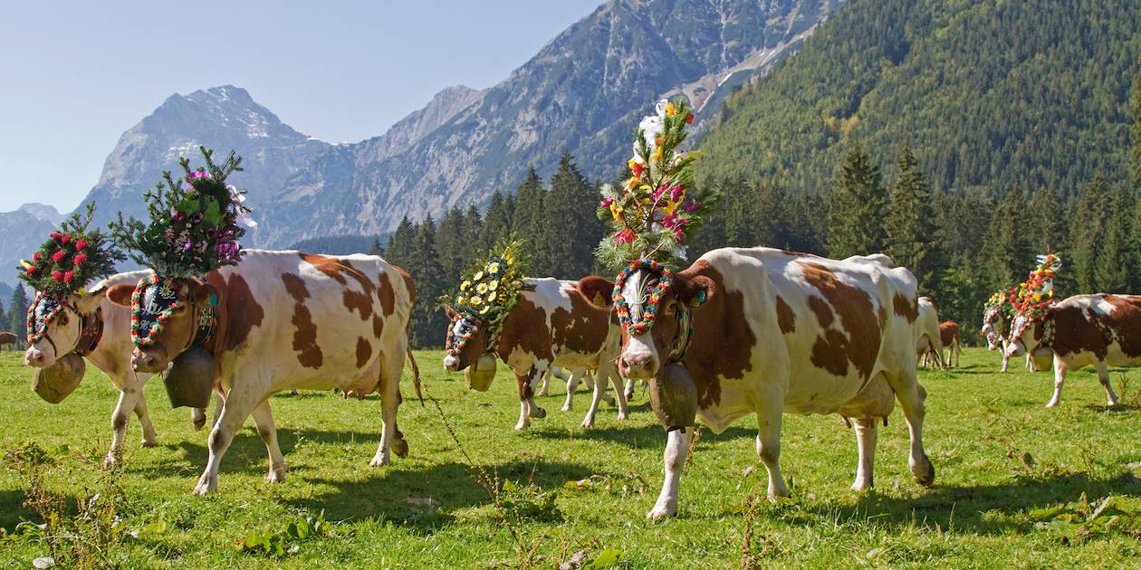Vaches lors de l'Almabtrieb, ou transhumance - Autriche
