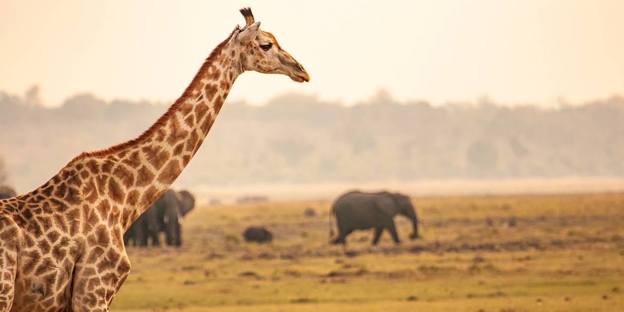 Girafe dans le Parc National de Chobe - Botswana 