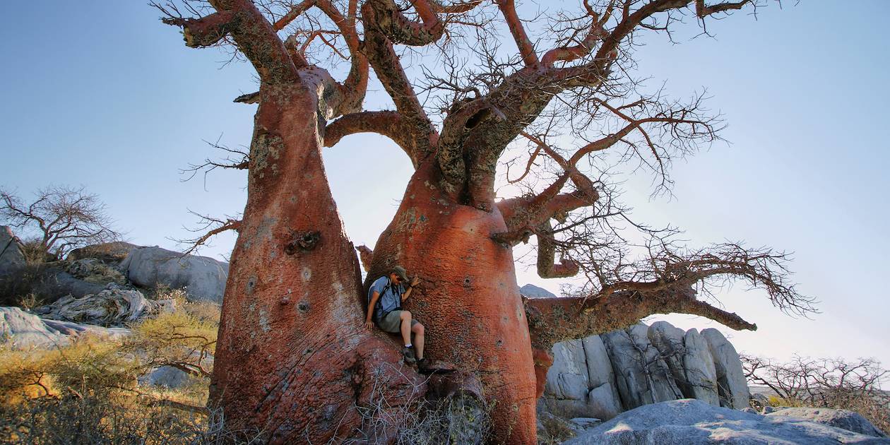 Baobab sur l'île de Kubu - Makgadikgadi Pan - Botswana 