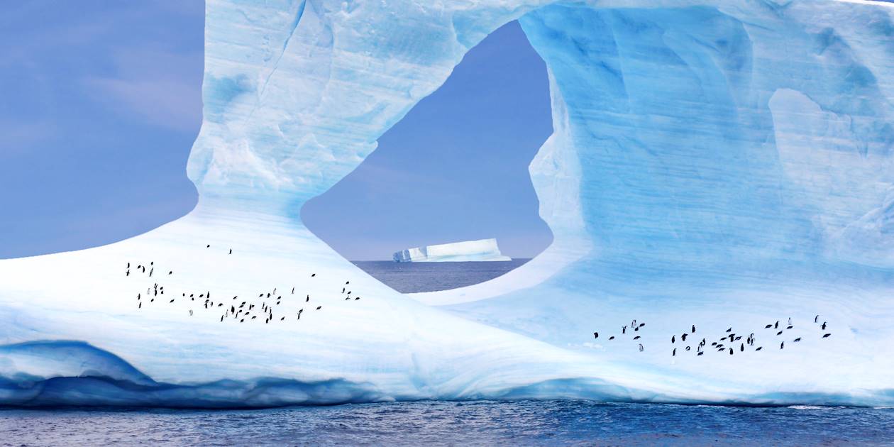 Pingouins sur un iceberg - Groenland