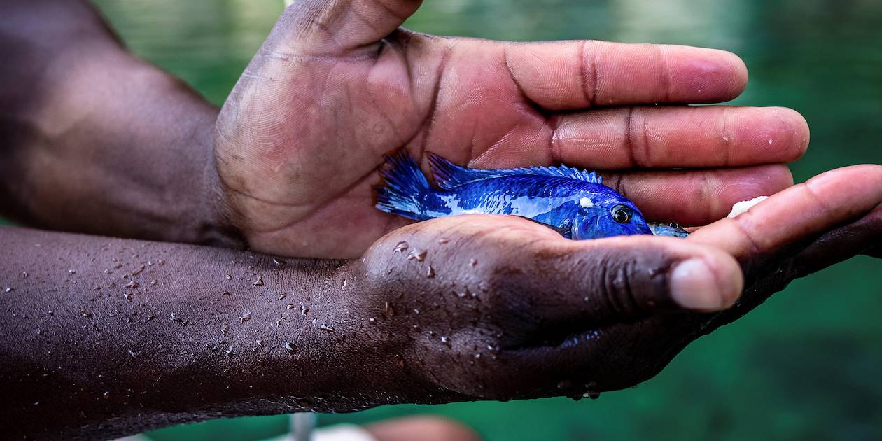Poisson d'eau douce bleu, emblématique du Lac Malawi - Malawi