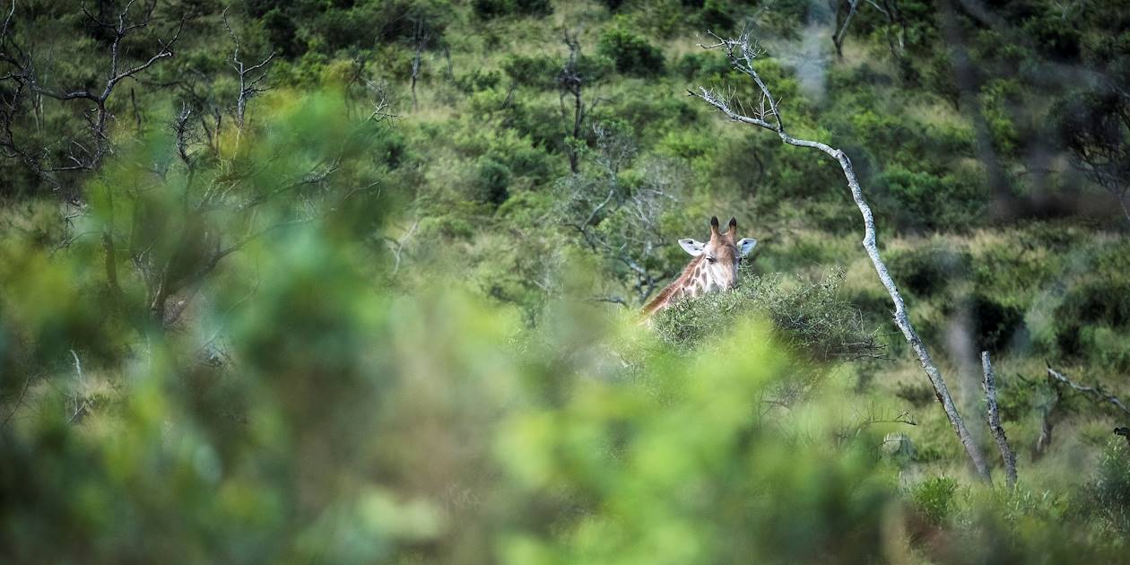 Girafe dans la réserve de Hluhluwe-Umfolozi - KwaZulu Natal - Afrique du Sud