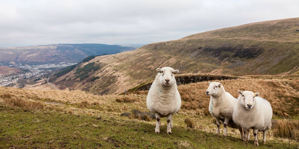 Moutons dans le sud du Pays de Galles - Royaume Uni