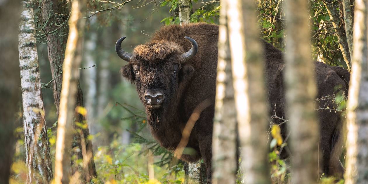 Bison dans le Parc national de Bialowieza - Pologne