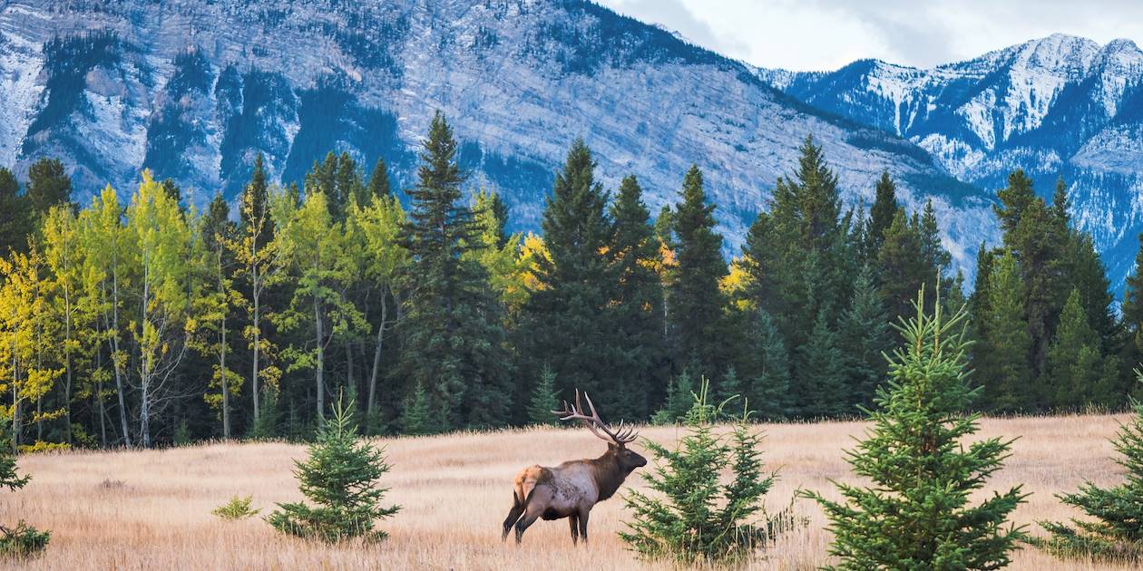 Wapiti dans le parc national de Banff - Alberta - Canada