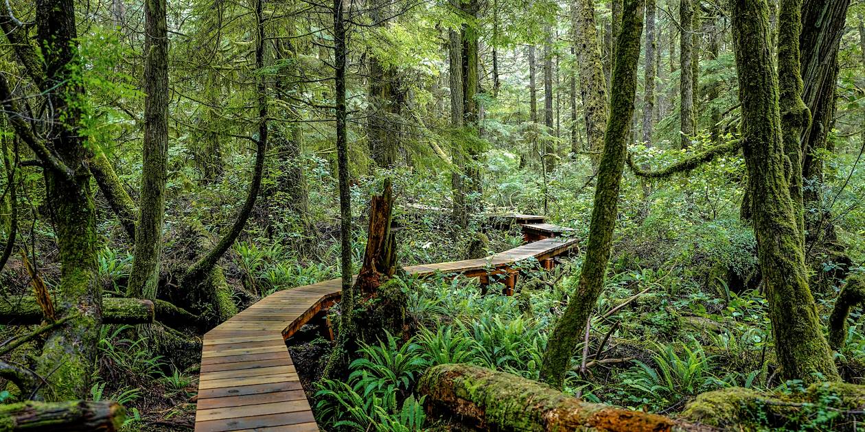 Forêt pluviale - Réserve de parc national Pacific Rim - Île de Vancouver - Canada