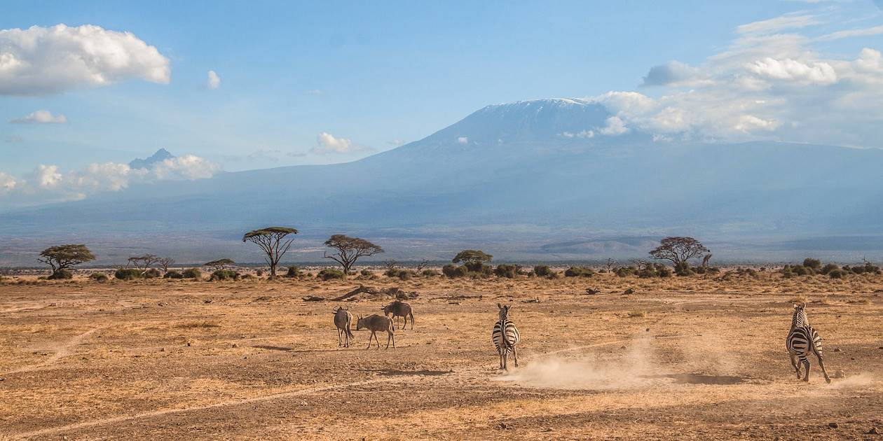 Zèbres devant le Kilimandjaro - Parc national d'Amboseli - Tanzanie