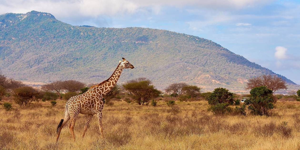 Girafe dans le parc national de Tsavo - Kenya