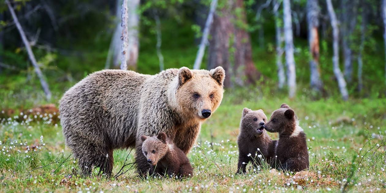 Famille d'ours bruns en Alaska - Etats-Unis