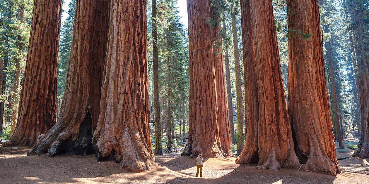 Sequoia National Park - Californie - États-Unis