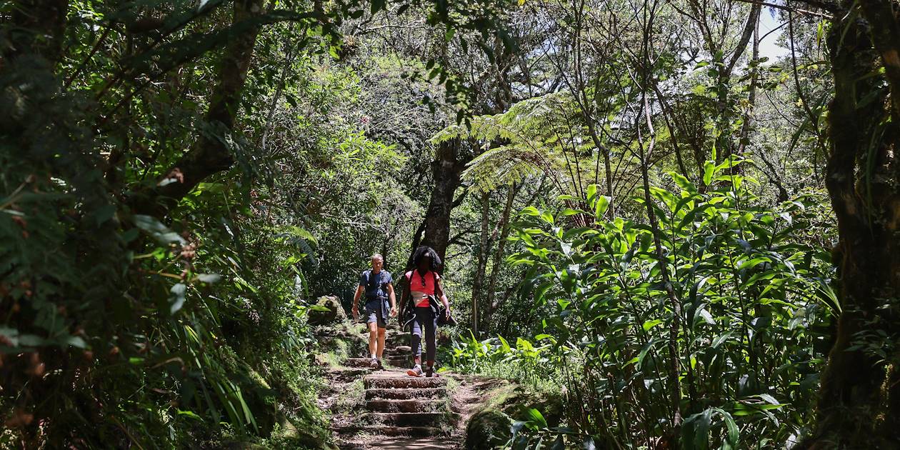 Randonnée dans la forêt de Bélouve - Cirque de Salazie - La Réunion