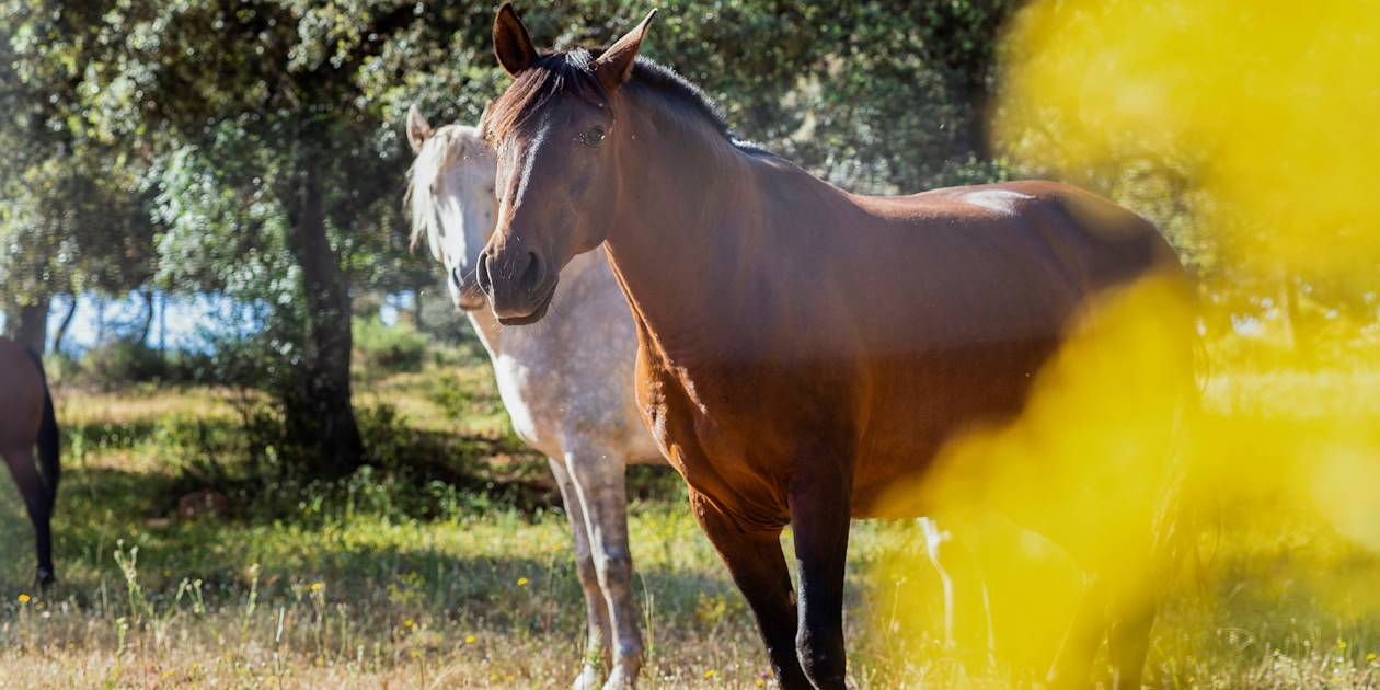 Les taureaux de combat et les chevaux andalous - Ronda - Andalousie - Espagne