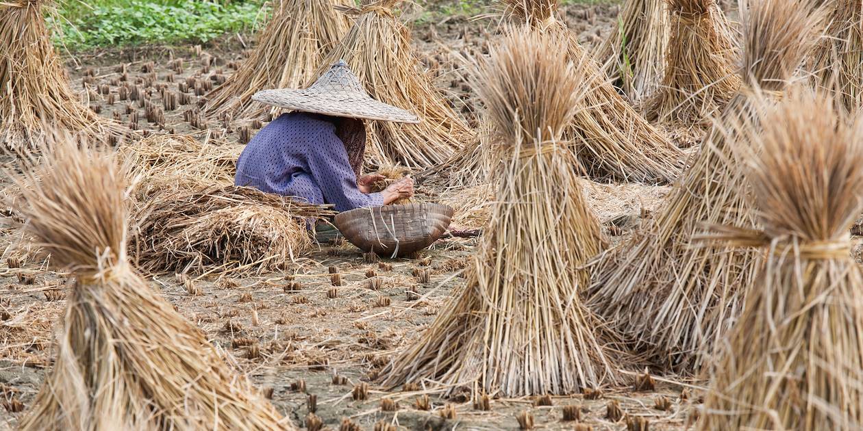 Scène de vie dans une rizière - Chine