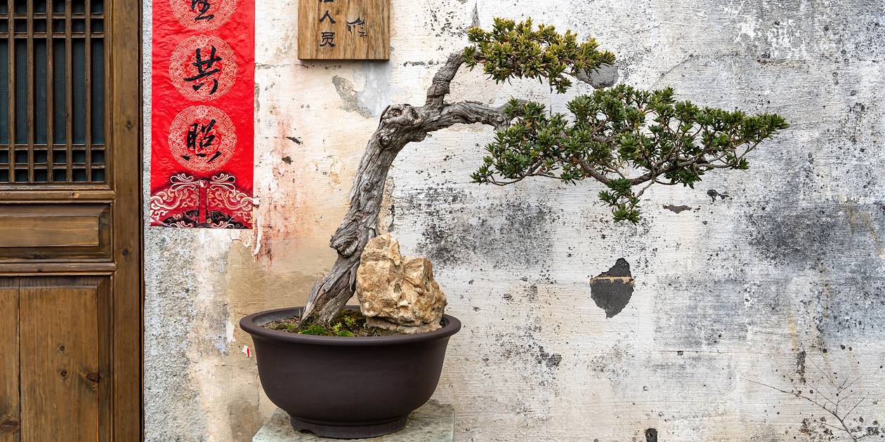 Bonsai dans un courtyard traditionnel - Chine