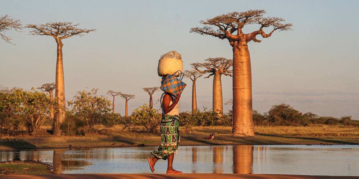 Allée des baobabs - Morondava  - Madagascar