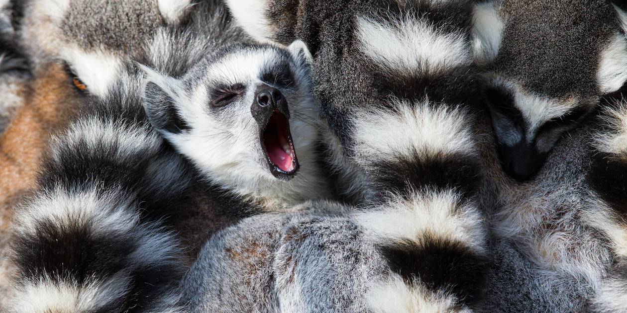 Lémuriens - Madagascar