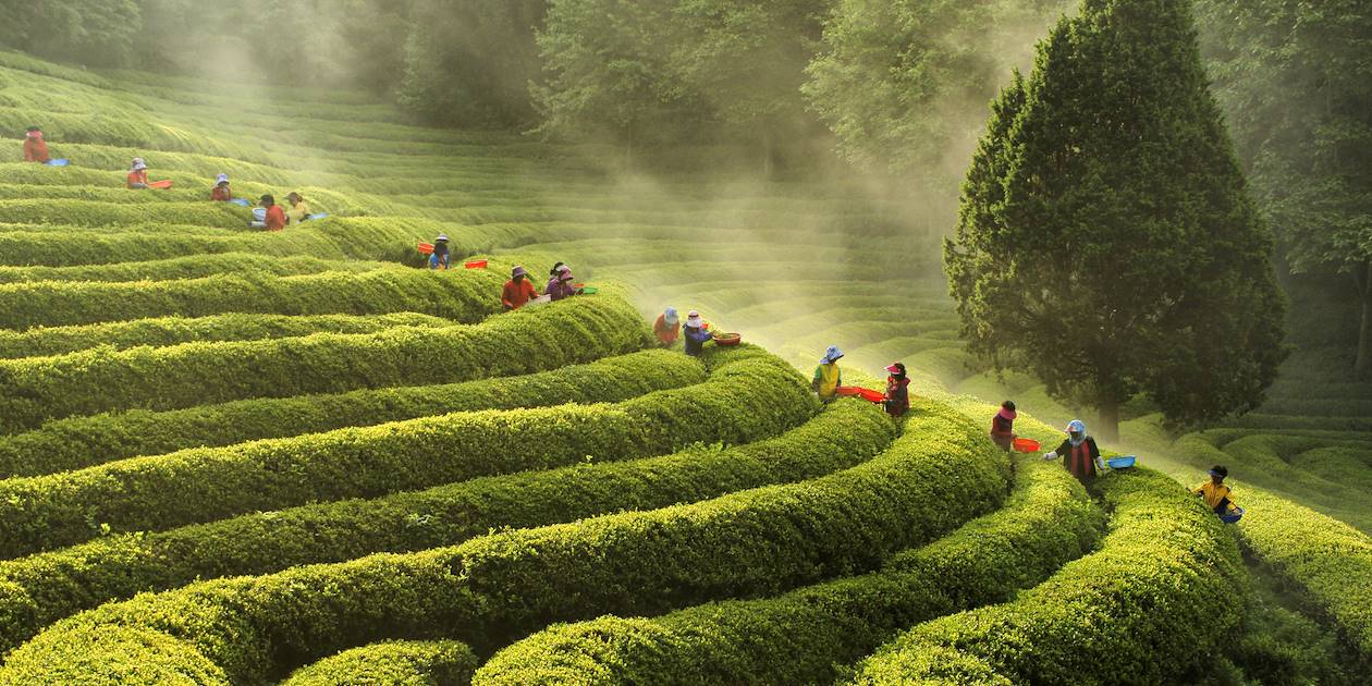 Plantations de thé en Jeolla du Sud - Corée du Sud