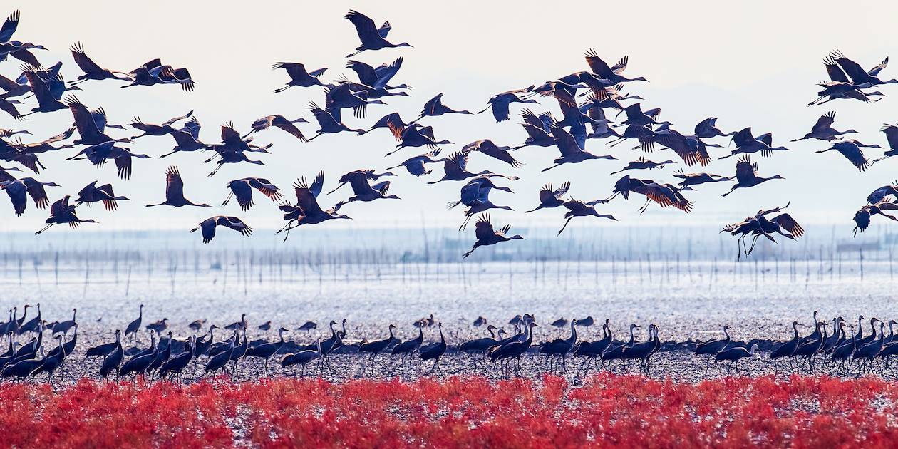 Baie de Suncheon : migration des oiseaux - Corée du Sud