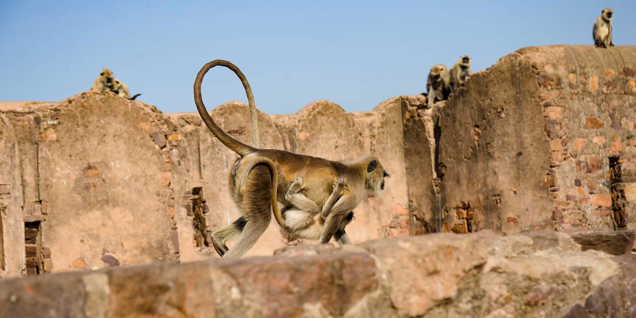 Singes dans le Fort de Ranthambore - Rajasthan - Inde