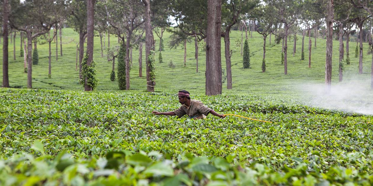 Plantation de thé sur la route de Munnar - Kerala - Inde