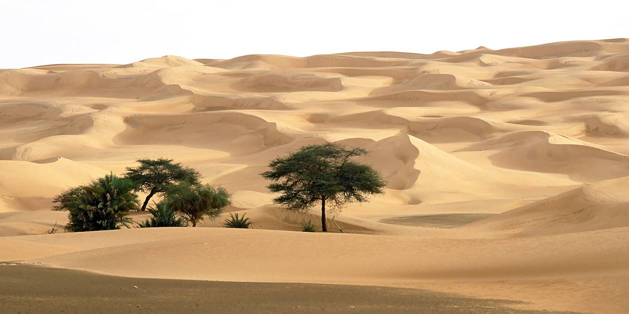 Oasis - Désert du Sahara - Mauritanie