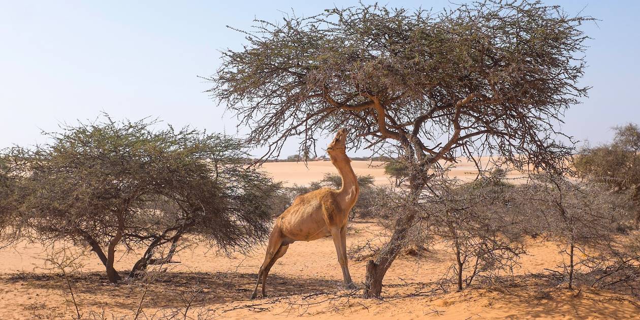 Chameau dans le désert - Mauritanie
