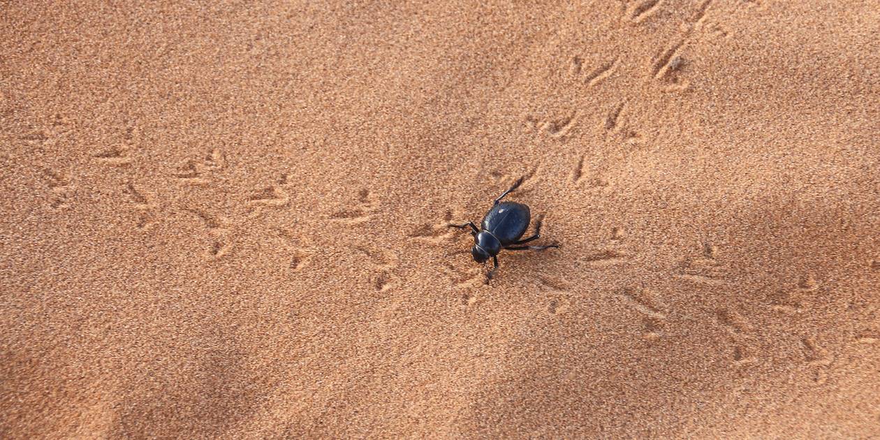 Scarabée noir dans le désert - Mauritanie
