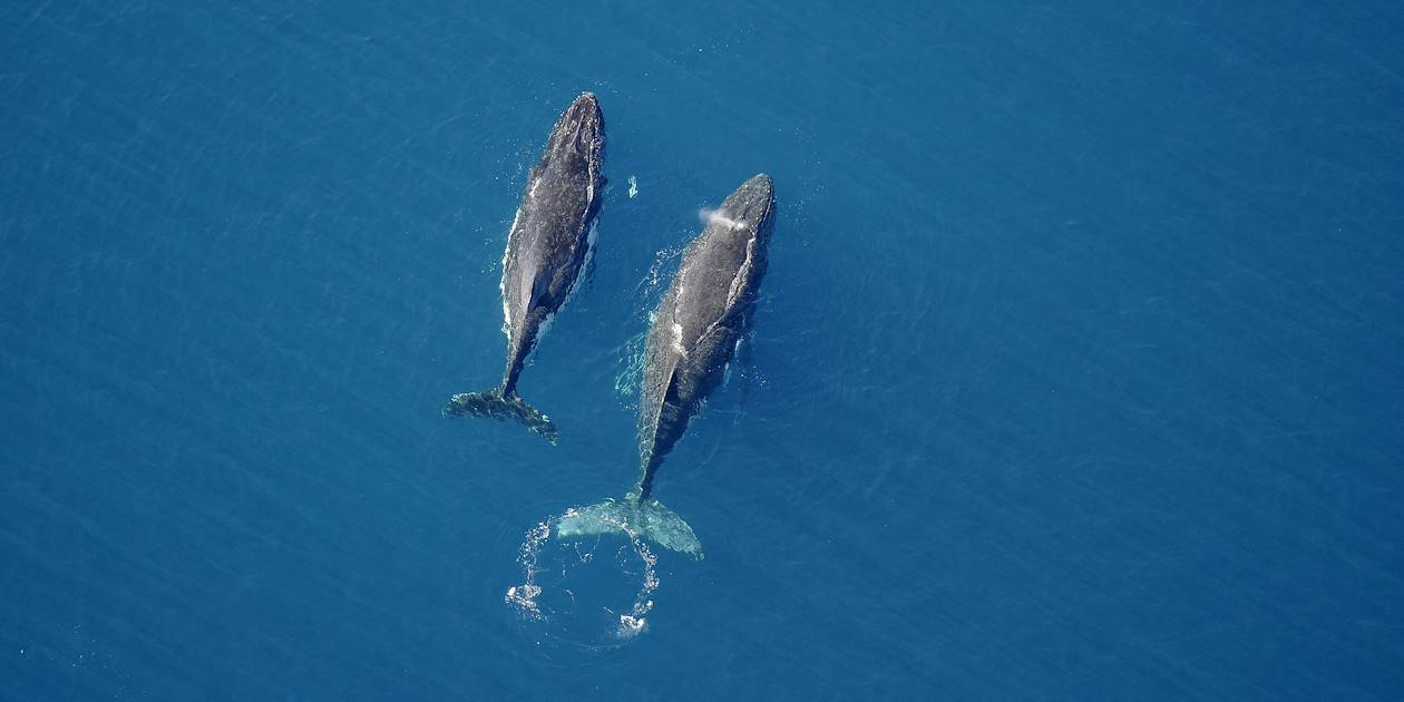 Baleines au large de Yaté - Nouvelle Calédonie