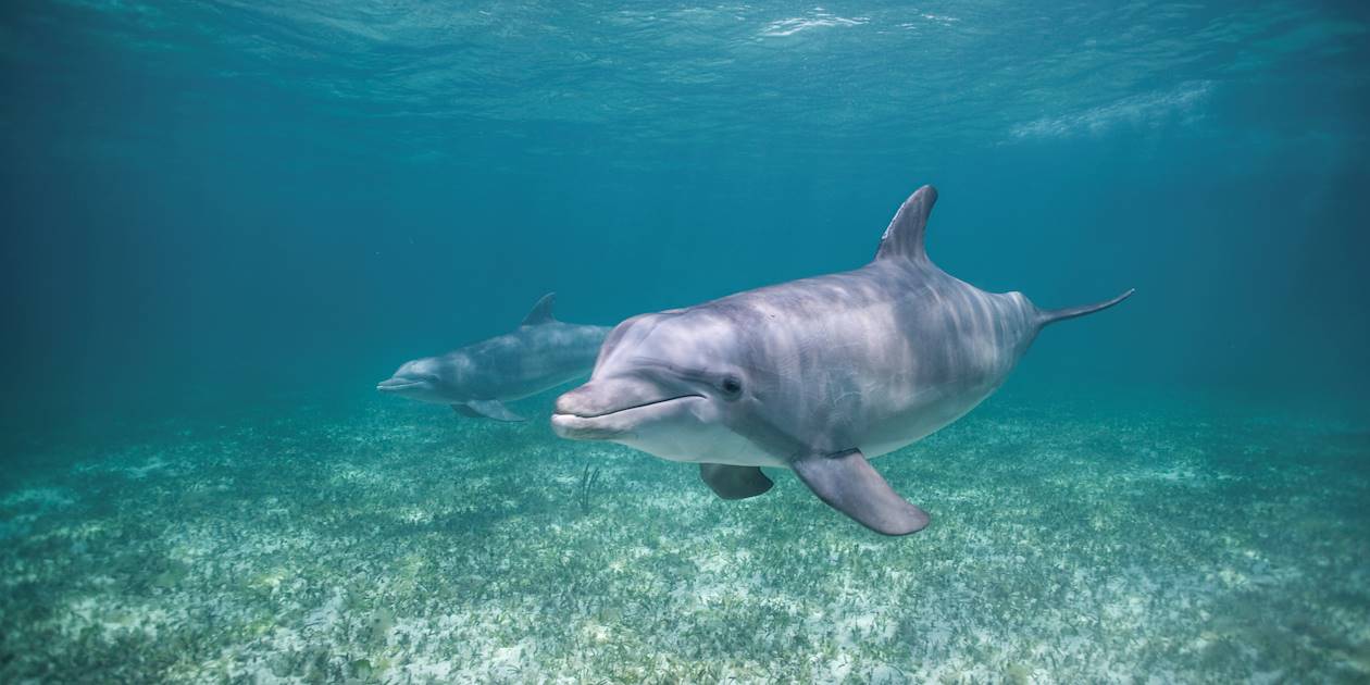 Rencontre avec les dauphins - Bahamas