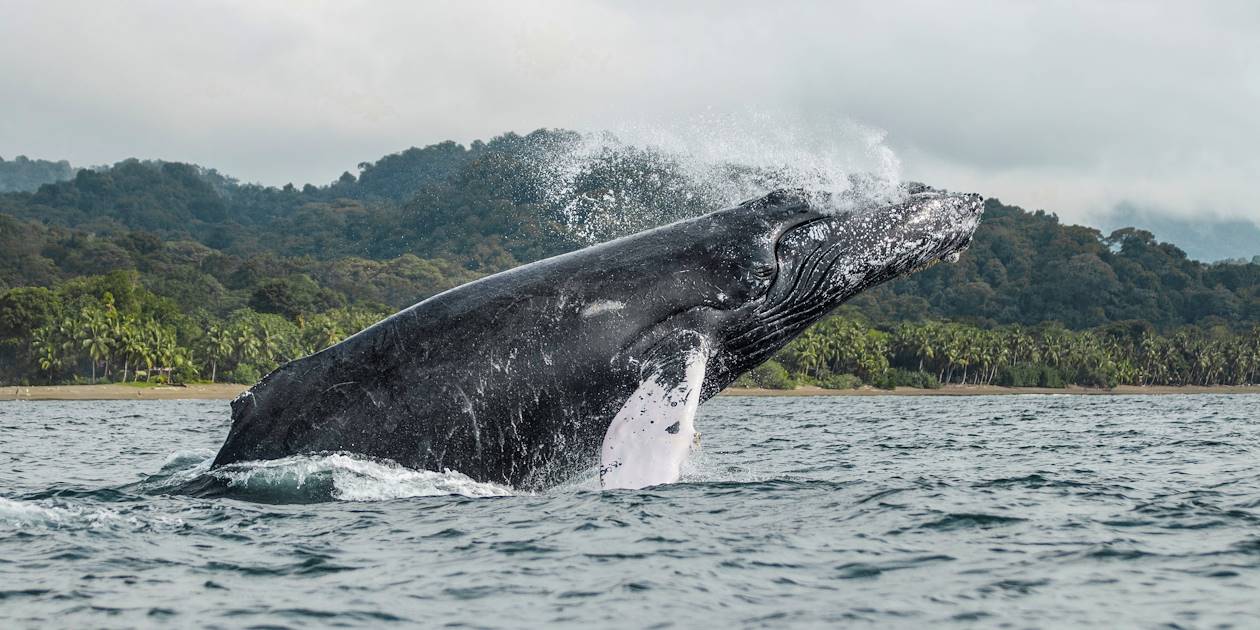 Baleine à bosse - République Dominicaine