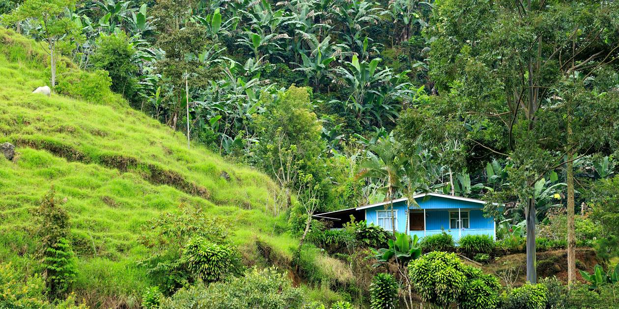 Découverte des plantations de café dans la province de Barahona - République Dominicaine