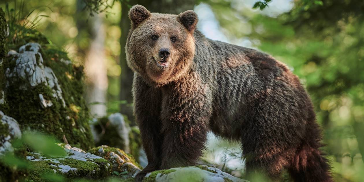 Ours brun - Slovénie