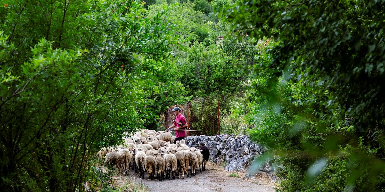 Berger et son troupeau de moutons dans la région de Shkodër - Albanie