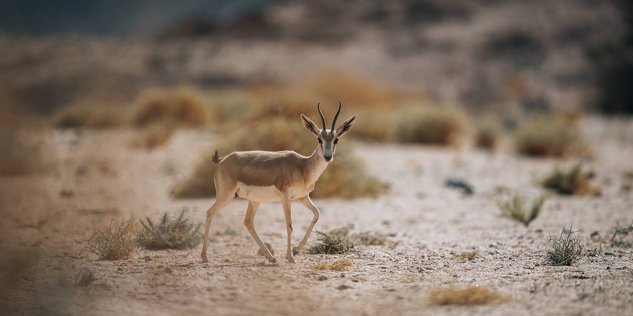 Gazelle dans le désert de la région de Tabuk - Arabie Saoudite