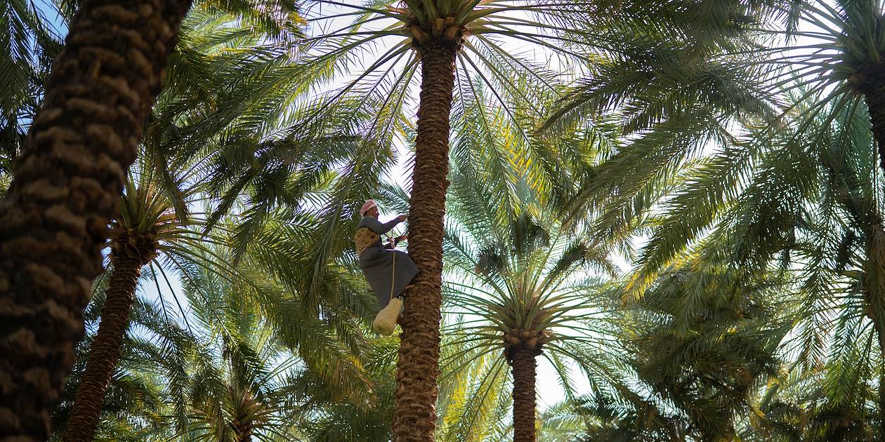 Homme récoltant des dattes sur un palmier - Arabie Saoudite 