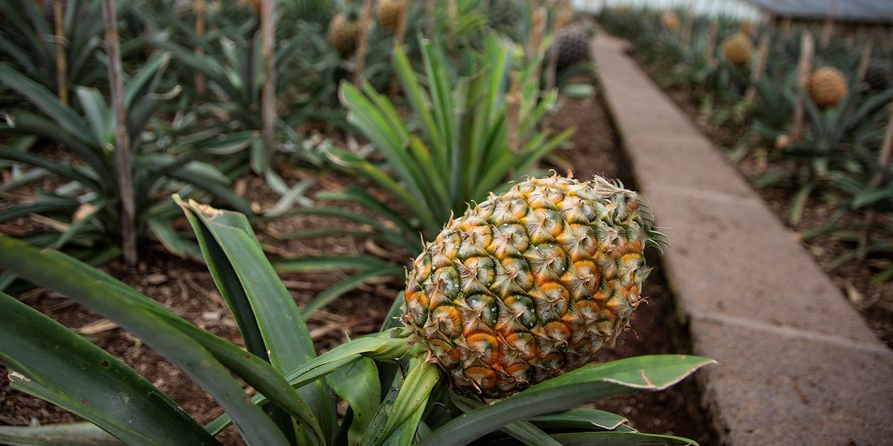 Plantations d'ananas sous serre sur l'île de Sao Miguel - Açores - Portugal