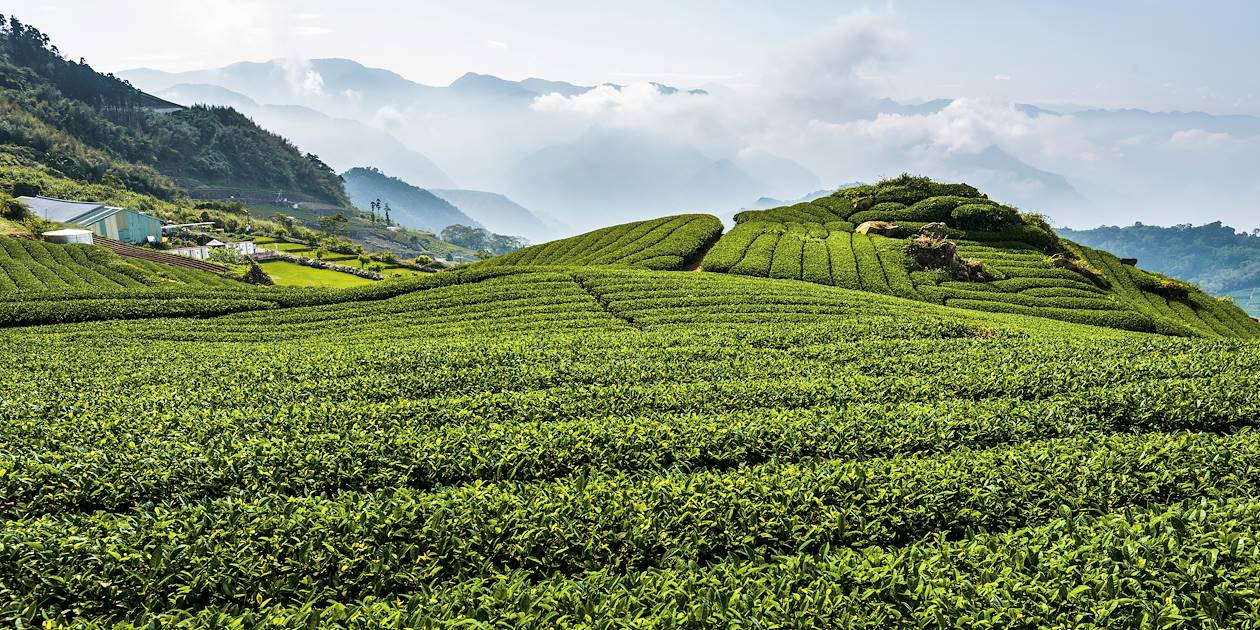 Plantations de thé dans les montagnes d'Alishan - District de Chiayi - Taïwan