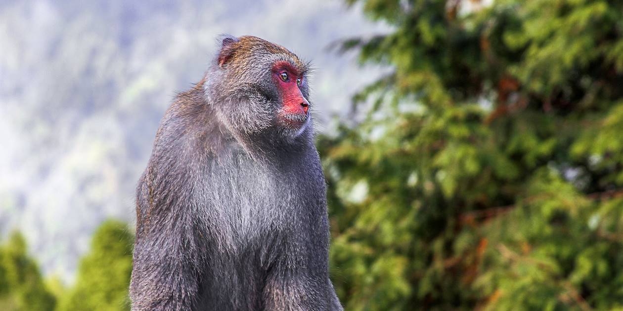 Macaque de Formose - Taïwan