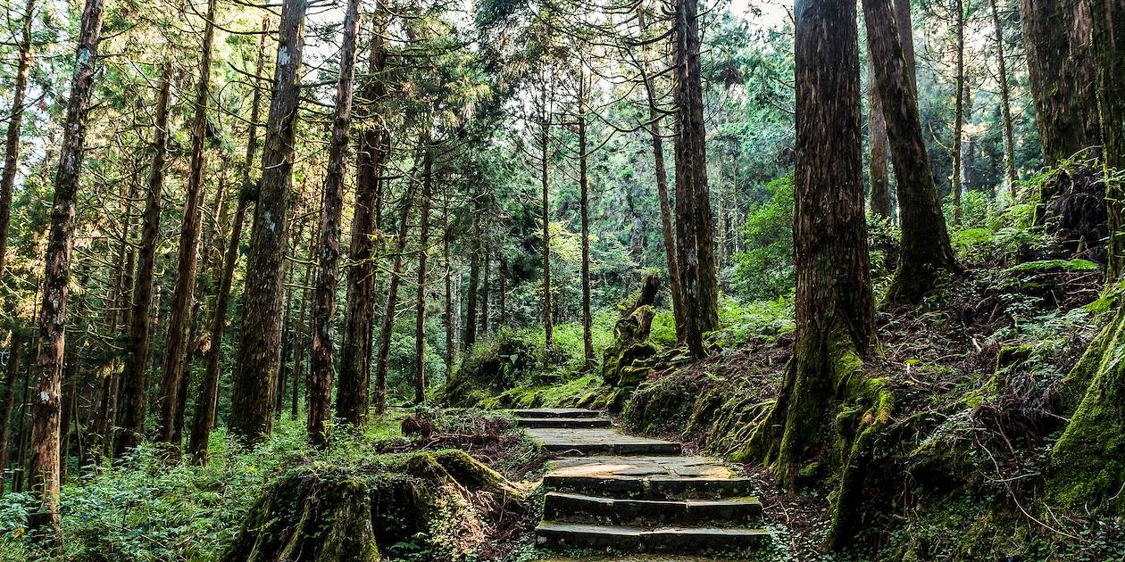 Forêt d'altitude dans les montagnes d'Alishan - District de Chiayi - Taïwan