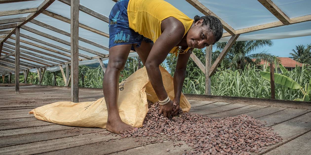 Femme collectant les fèves de cacao à Neves - Sao Tomé-et-Principe