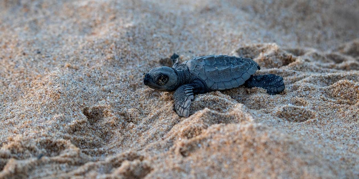 Tortue luth sur une plage de l'île de Principe - Sao Tomé-et-Principe