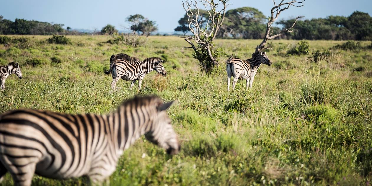 Rencontre avec les zèbres lors d'un safari en Tanzanie